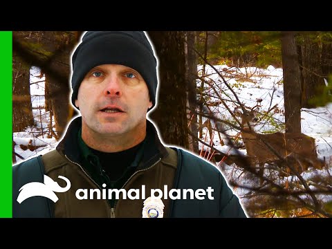 Officers Set Up A Deer Decoy To Catch Illegal Shooters | North Woods Law