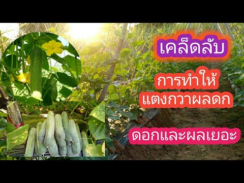 กระเจี๊ยวในสาวน้อยของเธอปาก ยาเม็ดเสริมความปลอดภัยชายแรงทางเพศ