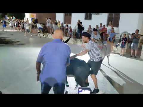 utrka magaraca, Sukošan 2022