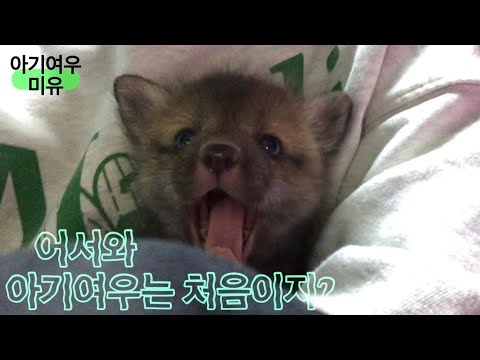 어서와, 아기여우는 처음이지 ?