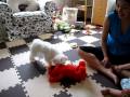 Tickle Me Elmo