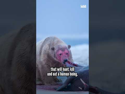 You do NOT want to meet a Polar bear 😬 | Steve Backshall on Honesty Box