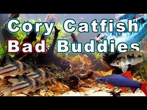 Got Cory Cats? Stay Away From These Fish! Bad Cory Catfish Buddies