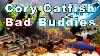 Got Cory Cats? Stay Away From These Fish! Bad Cory Catfish Buddies