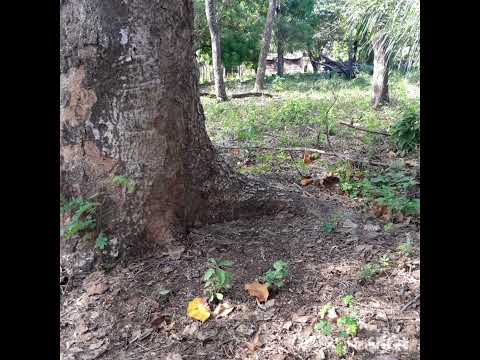 venta de lote en carrillo Guanacaste