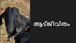 ഇതെന്താ..? ആടു ജീവിതമല്ലേ... #goatlife #bennyamin #blessy #film |the real goatlife |goat
