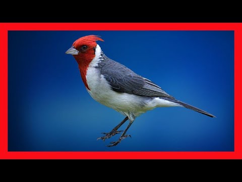 Kardinál červenochochlatý (Paroaria coronata) — video o speve a chove