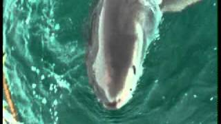 preview picture of video 'great white shark bites cage , white shark projects - gansbaai , south africa'
