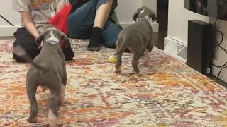 playing - great dane puppies - 7 weeks old