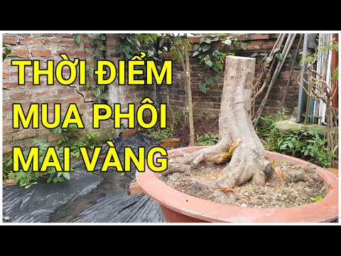 🔴 QBS22155 - THỜI ĐIỂM MUA PHÔI MAI MIỀN NAM CHO ANH EM MỚI TẬP CHƠI MIỀN BẮC|THỜI ĐIỂM MUA PHÔI MAI