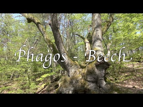 Explore the Forfeda - Beech  Phagos