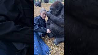 Woman is hanging out with Silverback Gorillas at her sanctuary!