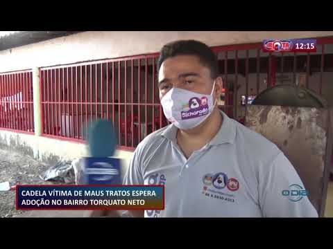 Cadela vítima de maus tratos fica cega dos dois olhos e aguarda adoção 15 10 2020