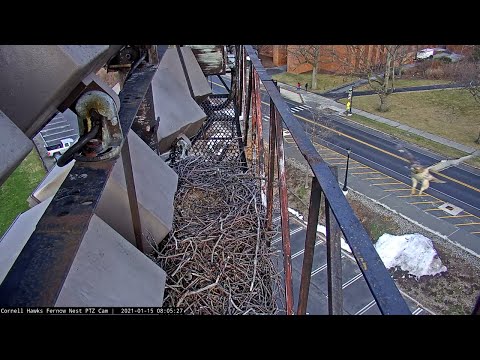 Arthur Swoops Onto Cornell Hawks Nest Site For First Visit Of 2021 – Jan 15, 2020
