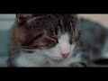 Genc Prelvukaj  feat  Eni Koci - Harrove (Official Video)