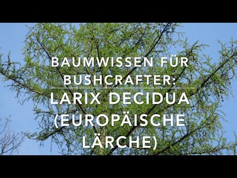 Die europäische Lärche - Baumwissen für Bushcrafter