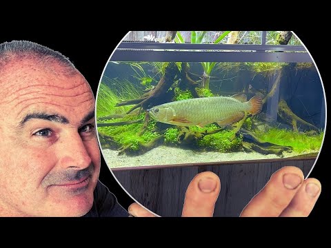 What’s the Future of my 12ft Fully Planted Native Aquascape!