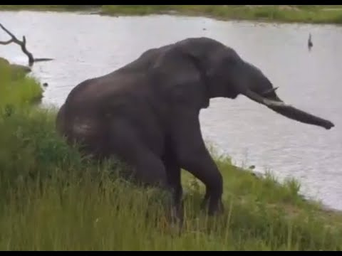 2015 01-22 WildEarth.TV Sunset Drive