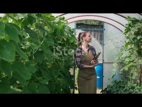 Home Gardening | Fruitful Cucumber at Home Surprises Everyone!