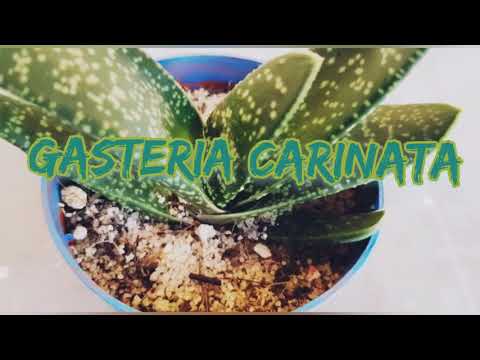 , title : 'Gasteria Carinata #succulenta'
