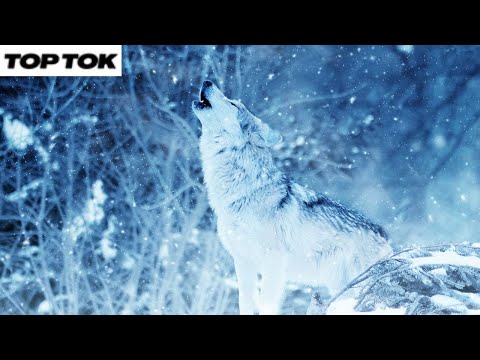 Howling Wolves - Norwegian Wolves 😍