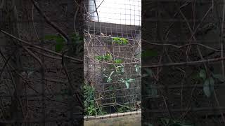 Download lagu Ternyata wambi mini doyan kawin ya, mungkin efek suasana nya cocok😁 mp3