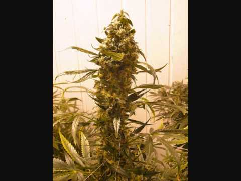 Gala riddim mix 2011   Vybz kartel, Elephant man, Liquid