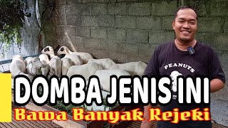 Download lagu Domba Jenis Ini Bawa Banyak Rejeki mp3 Download lagu Domba Jenis Ini Bawa Banyak Rejeki mp3