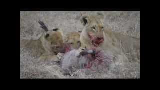 preview picture of video 'AMAZING LION KILL'