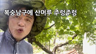 복숭아 나무에 산머루가 주렁주렁 열리네요