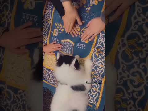 🥹 sweet cat 🥹 I love you ★★ Tanvir Ahmed ★★ #tanvirahmed