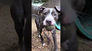 Video preview image #1 Mutt Puppy For Sale in Philadelphia, PA, USA