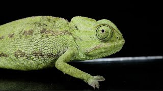 Qué Pasa con los Camaleones l Mini Documental