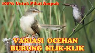 Download lagu SUARA PIKAT AMPUH PRENJAK SAWAH JANTAN & BETINA!!! mp3