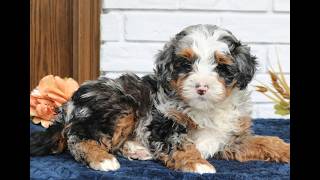 Video preview image #1 Bernedoodle (Miniature) Puppy For Sale in NARVON, PA, USA