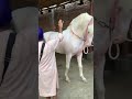 ️ Jaiveer Horse SidhuFarm Vairal Shorts Youtubeshorts