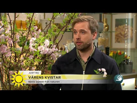 Så får du vår inne med vackra kvistar – det här gäller om du vill plocka - Nyhetsmorgon (TV4)