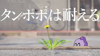 タンポポが育つだけのゲーム【タンポポは耐える。】