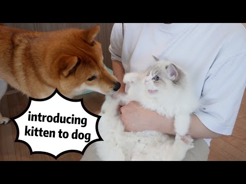 Bringing Home a Second Ragdoll Kitten | How to Introduce a New Kitten to Dog～Part 2