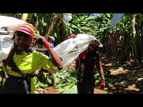 W!lz ft Tuman _-_ Banana Mi No Tait ia (Music Video clip)🇻🇺💪