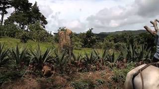 preview picture of video 'Alex Travels: Selva Negra - Matagalpa, Nicaragua'