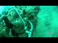 Rose Anchor
