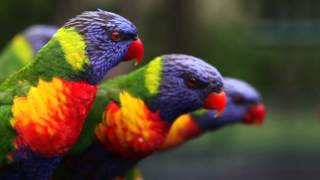 Djämes Braun - Fugle (pik edition)