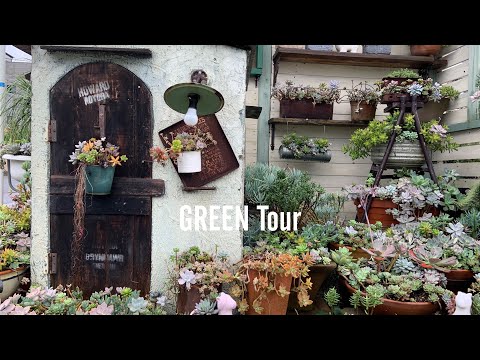 ウチワサボテンの花が咲く多肉植物