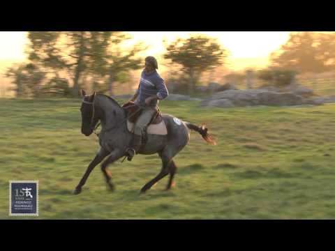 Criollos de Hierro 2016 - LOTE 16