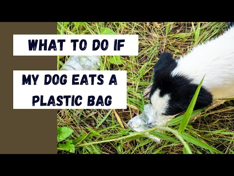 What happen if my dog eats plastic? |  What to do if my dog eats a plastic bag? | #petqueries
