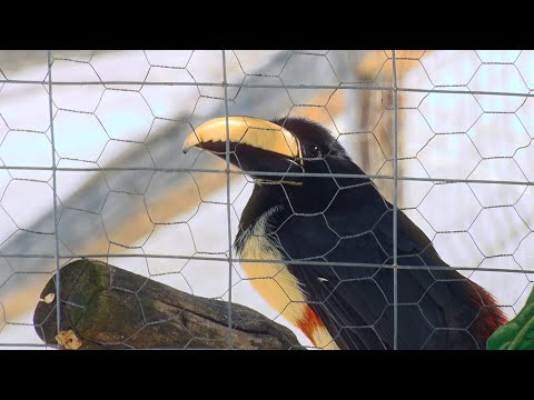 De baleias encalhadas a aves doentes, instituto em Araruama reabilita animais marinhos e silvestres