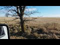 Coyote Hunting With Greyhounds