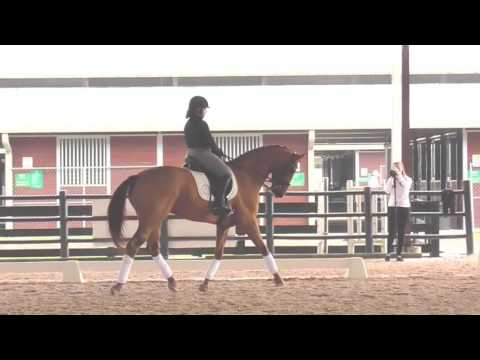 Steffen Peters: What is the Difference - A Neck That is Short vs Low
