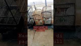 Download lagu prenjak klik fulll brenn.. mp3